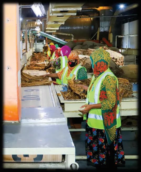 Hand-stripping line at GLTCL