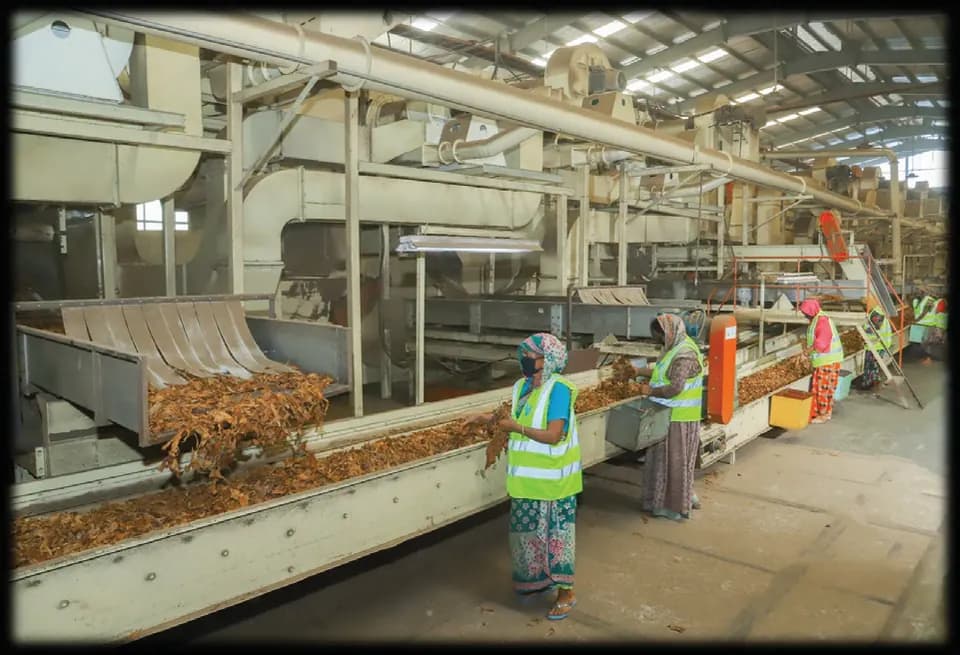 Green leaf threshing line