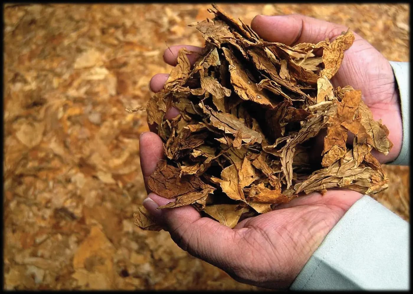 Cured tobacco strips held in hand