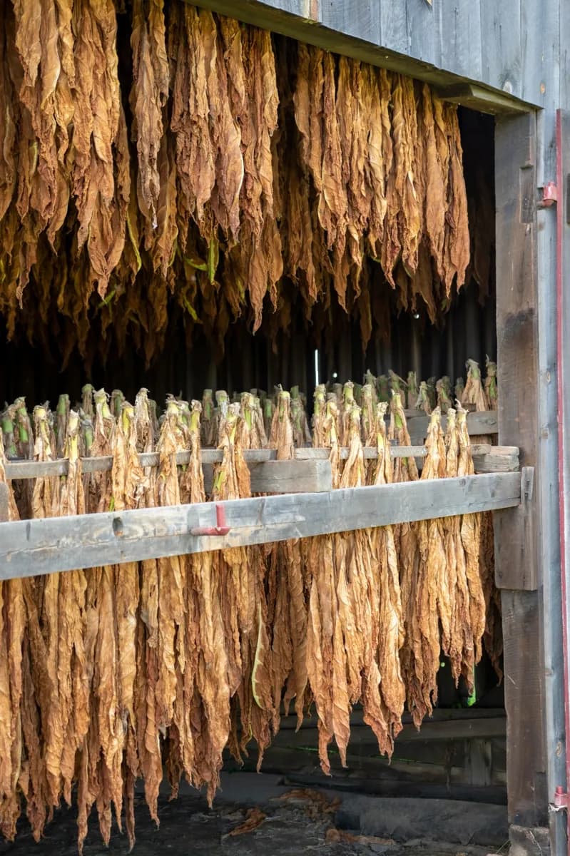 Warm-toned drying leaves