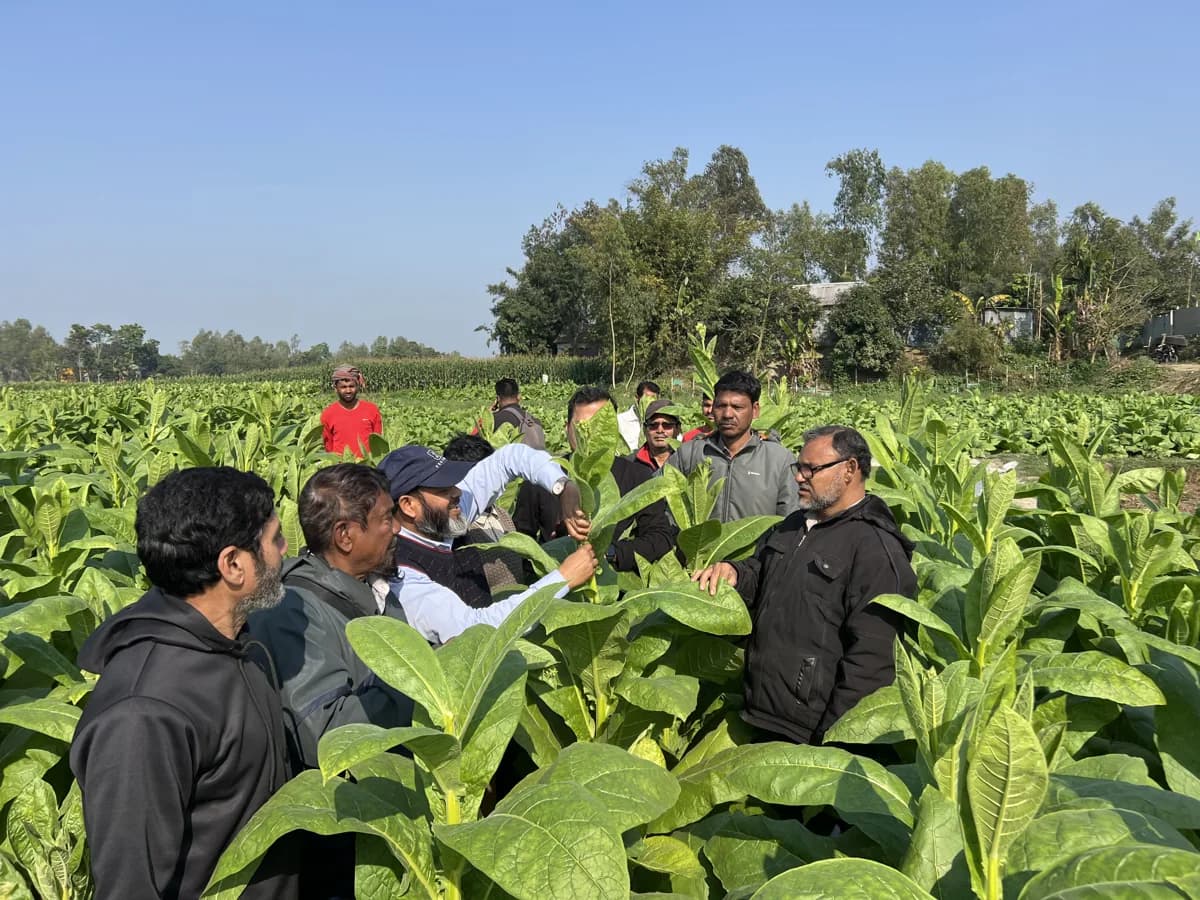 Topping demonstration by GLTCL agronomists with contract growers